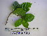  ( - YAWPLANTCR449)  @11 [ ] CreativeCommons - Attribution Non-Commercial Share-Alike (2016) C. Redmond Czech Academy of Sciences