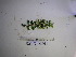  (Archirhodomyrtus - YAWPLANTCR453)  @11 [ ] CreativeCommons - Attribution Non-Commercial Share-Alike (2016) C. Redmond Czech Academy of Sciences