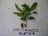 (Mischocarpus grandissimus - YAWPLANTCR463)  @11 [ ] CreativeCommons - Attribution Non-Commercial Share-Alike (2016) C. Redmond Czech Academy of Sciences
