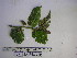  ( - YAWPLANTCR469)  @11 [ ] CreativeCommons - Attribution Non-Commercial Share-Alike (2016) C. Redmond Czech Academy of Sciences