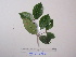  (Nauclea cf. tenuiflora - YAWPLANTCR477)  @11 [ ] CreativeCommons - Attribution Non-Commercial Share-Alike (2016) C. Redmond Czech Academy of Sciences