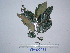  ( - YAWPLANTCR480)  @11 [ ] CreativeCommons - Attribution Non-Commercial Share-Alike (2016) C. Redmond Czech Academy of Sciences