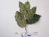  ( - YAWPLANTCR487)  @11 [ ] CreativeCommons - Attribution Non-Commercial Share-Alike (2016) C. Redmond Czech Academy of Sciences
