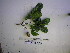  ( - YAWPLANTCR501)  @11 [ ] CreativeCommons - Attribution Non-Commercial Share-Alike (2016) C. Redmond Czech Academy of Sciences