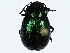  (Chrysolina basilaris - BIOUG91369-A07)  @11 [ ] CreativeCommons - Attribution (2022) CBG Photography Group Centre for Biodiversity Genomics