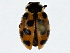  ( - BIOUG91369-F03)  @11 [ ] CreativeCommons - Attribution (2022) CBG Photography Group Centre for Biodiversity Genomics