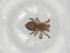  (Agyneta sp. 8GAB - BIOUG96019-F11)  @11 [ ] CreativeCommons - Attribution (2023) Centre for Biodiversity Genomics Centre for Biodiversity Genomics