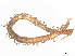  ( - BIOUG97717-A03)  @11 [ ] CreativeCommons - Attribution Non-Commercial Share-Alike (2023) CBG Photography Group Centre for Biodiversity Genomics
