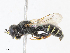 ( - CBG-A08778-A11)  @11 [ ] CreativeCommons - Attribution Share - Alike (2023) CBG Photography Group Centre for Biodiversity Genomics