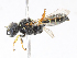  ( - CBG-A08778-G11)  @11 [ ] CreativeCommons - Attribution Share - Alike (2023) CBG Photography Group Centre for Biodiversity Genomics
