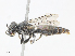  ( - CBG-A08779-G09)  @11 [ ] CreativeCommons - Attribution Share - Alike (2023) CBG Photography Group Centre for Biodiversity Genomics