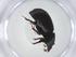  ( - CBG-A11435-G05)  @11 [ ] CreativeCommons - Attribution Share - Alike (2023) Centre for Biodiversity Genomics Centre for Biodiversity Genomics
