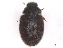  ( - CBG-A11483-D08)  @11 [ ] CreativeCommons - Attribution (2024) CBG Photography Group Centre for Biodiversity Genomics