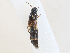  ( - CBG-A28453-A03)  @11 [ ] CreativeCommons - Attribution Share - Alike (2024) CBG Photography Group Centre for Biodiversity Genomics