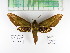  ( - BC-YCC0001.1)  @11 [ ] Copyright (2021) Unspecified Universidad de Antioquia, Coleccion de Entomologia