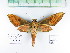  ( - BC-YCC0001.1)  @11 [ ] Copyright (2021) Unspecified Universidad de Antioquia, Coleccion de Entomologia