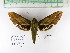  (Xylophanes vagliai - BC-YCC0025)  @14 [ ] Copyright (2016) Yenny Correa Universidad de Antioquia, Colombia