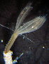  (Perkinsiana - ECOSUR-OH-P0266)  @11 [ ] Unspecified (default): All Rights Reserved  H. Bahena Unspecified