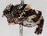  ( - BIOUG56881-G07)  @11 [ ] CreativeCommons - Attribution (2021) CBG Photography Group Centre for Biodiversity Genomics