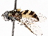  ( - BIOUG56882-A05)  @11 [ ] CreativeCommons - Attribution (2021) CBG Photography Group Centre for Biodiversity Genomics