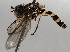  ( - BIOUG56882-H02)  @11 [ ] CreativeCommons - Attribution (2021) CBG Photography Group Centre for Biodiversity Genomics