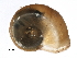  ( - 160961099-R1-Helisoma anceps)  @11 [ ] CreativeCommons - Attribution  CBG Photography Group Unspecified