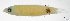  (Pseudocoris aequalis - L258-002)  @11 [ ] CreativeCommons Attribution ShareAlike (2024) Institut de Recherche pour le Développement Institut de Recherche pour le Développement