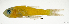  (Gymnapogon sp. New Caledonia - L524-051)  @11 [ ] CreativeCommons Attribution ShareAlike (2024) Institut de Recherche pour le Développement Institut de Recherche pour le Développement