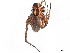  ( - BIOUG73610-G06)  @11 [ ] CreativeCommons - Attribution (2022) CBG Photography Group Centre for Biodiversity Genomics