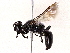  ( - BIOUG73658-E09)  @11 [ ] CreativeCommons - Attribution (2022) CBG Photography Group Centre for Biodiversity Genomics