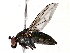  ( - BIOUG73659-G06)  @11 [ ] CreativeCommons - Attribution (2022) CBG Photography Group Centre for Biodiversity Genomics