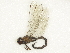  ( - BIOUG73659-H09)  @11 [ ] CreativeCommons - Attribution (2022) CBG Photography Group Centre for Biodiversity Genomics
