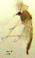  ( - GXCH45)  @11 [ ] CreativeCommons  Attribution Non-Commercial Share-Alike (2019) Haijun Yu Tianjin Agriculture University