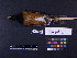  ( - 1995-0219)  @13 [ ] Copyright (2011) Takema  Saitoh Yamashina Institute for Ornithology