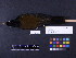  ( - 1995-0219)  @13 [ ] Copyright (2011) Takema  Saitoh Yamashina Institute for Ornithology