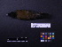  ( - 1997-0320)  @12 [ ] Copyright (2013) Takema  Saitoh Yamashina Institute for Ornithology