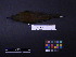  ( - 1998-0006)  @12 [ ] Copyright (2013) Takema  Saitoh Yamashina Institute for Ornithology