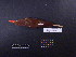  ( - 1999-0279)  @13 [ ] Copyright (2013) Takema  Saitoh Yamashina Institute for Ornithology