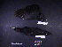  ( - 2003-0170)  @12 [ ] Copyright (2013) Takema  Saitoh Yamashina Institute for Ornithology