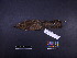  ( - 2004-0215)  @11 [ ] Copyright (2013) Takema  Saitoh Yamashina Institute for Ornithology