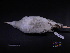  ( - 2006-5284)  @11 [ ] Copyright (2013) Takema  Saitoh Yamashina Institute for Ornithology