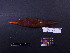  ( - 2008-0455)  @13 [ ] Copyright (2013) Takema  Saitoh Yamashina Institute for Ornithology