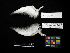  ( - 1995-0249)  @11 [ ] Copyright (2018) Takema  Saitoh Yamashina Institute for Ornithology