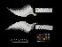  ( - 1995-0250)  @11 [ ] Copyright (2018) Takema  Saitoh Yamashina Institute for Ornithology