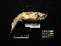  (Ixobrychus cinnamomeus - 2011-1050)  @12 [ ] Copyright (2013) Takema  Saitoh Yamashina Institute for Ornithology