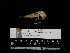  ( - 2013-0535)  @11 [ ] Copyright (2018) Takema  Saitoh Yamashina Institute for Ornithology