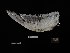  ( - 2016-1337)  @11 [ ] Copyright (2018) Takema  Saitoh Yamashina Institute for Ornithology