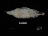  ( - 2016-1338)  @11 [ ] Copyright (2018) Takema  Saitoh Yamashina Institute for Ornithology