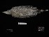  ( - 2016-1335)  @11 [ ] Copyright (2019) Takema  Saitoh Yamashina Institute for Ornithology