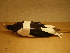  ( - 1995-0266)  @11 [ ] Copyright (2015) Takema  Saitoh Yamashina Institute for Ornithology